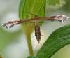 Stangeia siceliota